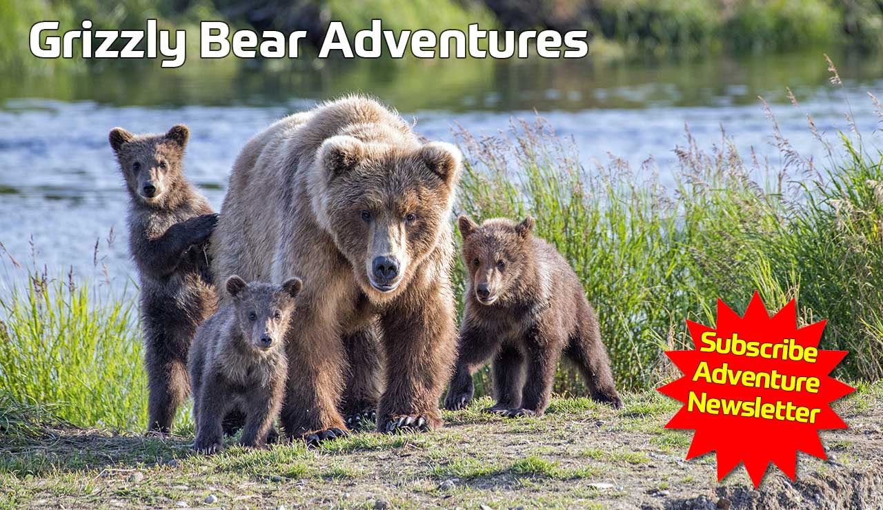 Grizzly Bear Tours